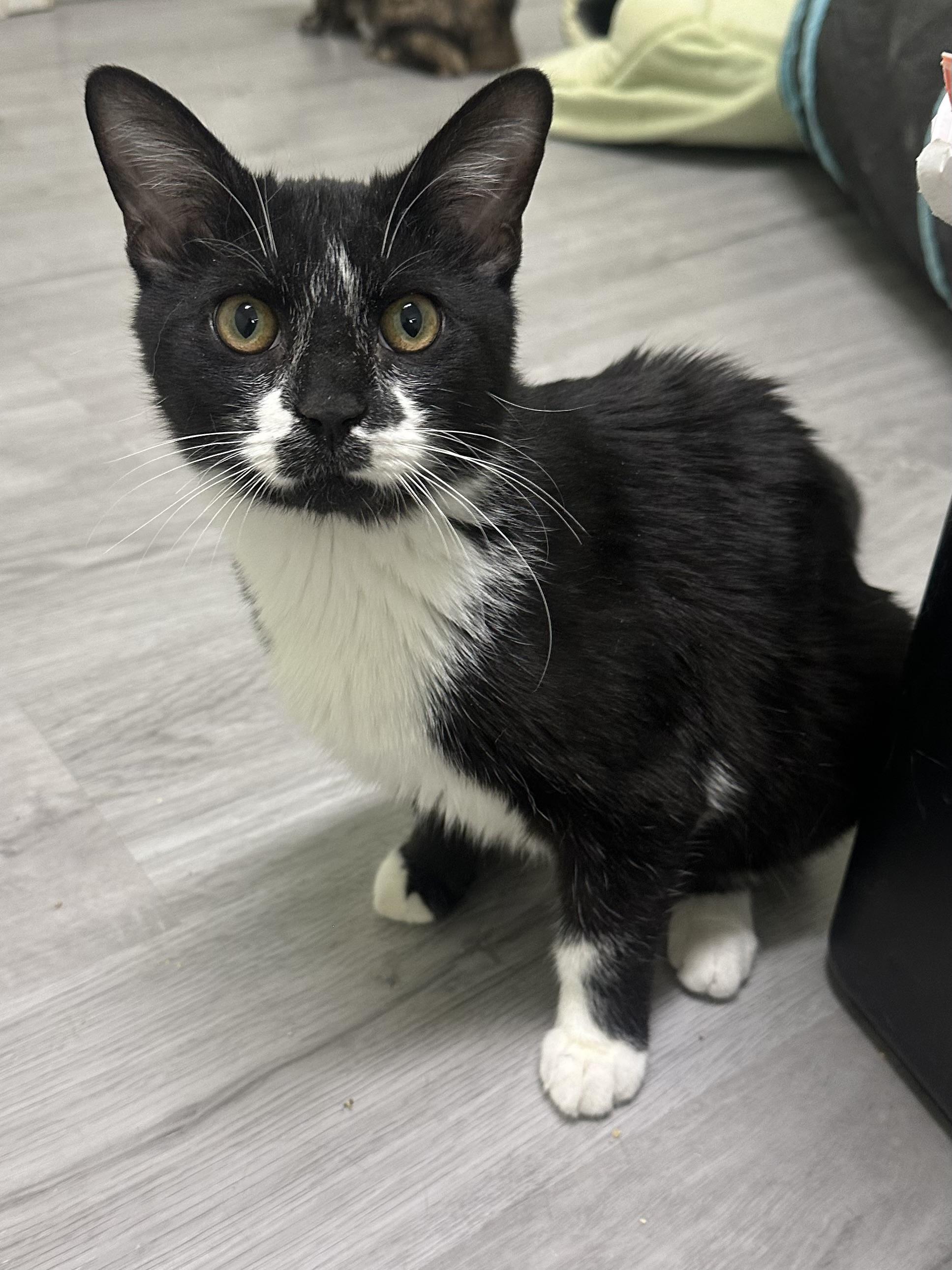 Toby, ADOPTABLE, Kitten Male Domestic Short Hair.