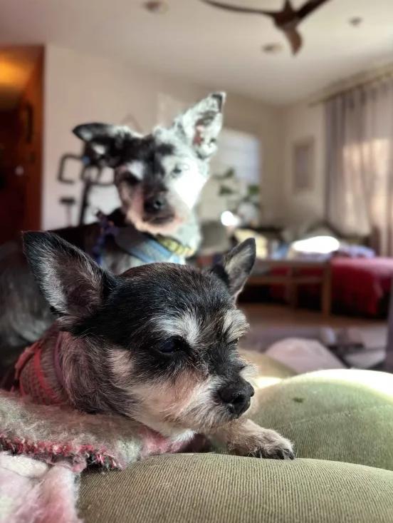 Enlarge Rylie, a ADOPTABLE mixed breed in Houston, TX image 3/6