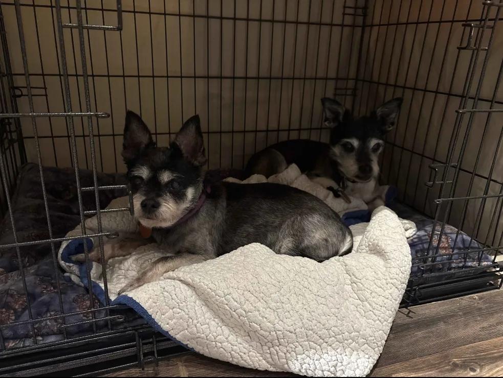 Enlarge Rylie, a ADOPTABLE mixed breed in Houston, TX image 2/6