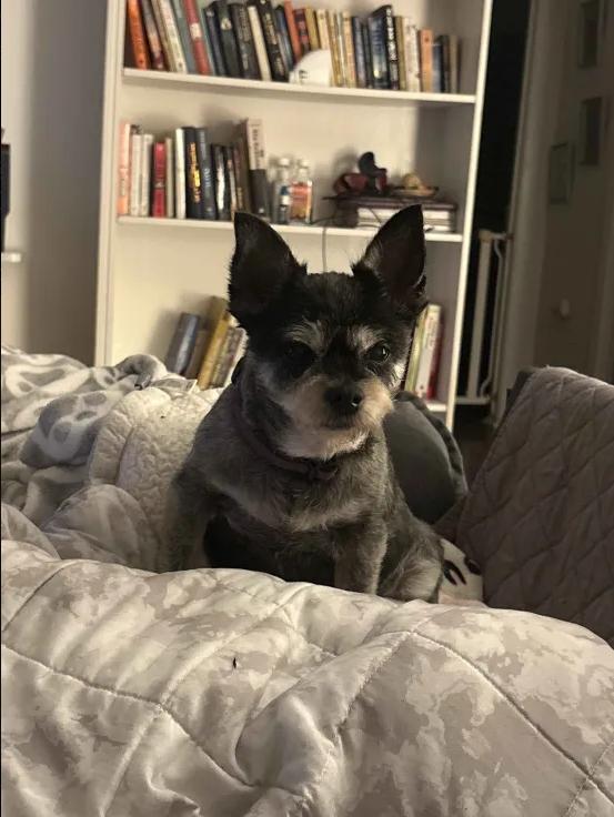 Rylie, ADOPTABLE, Senior Female Terrier.