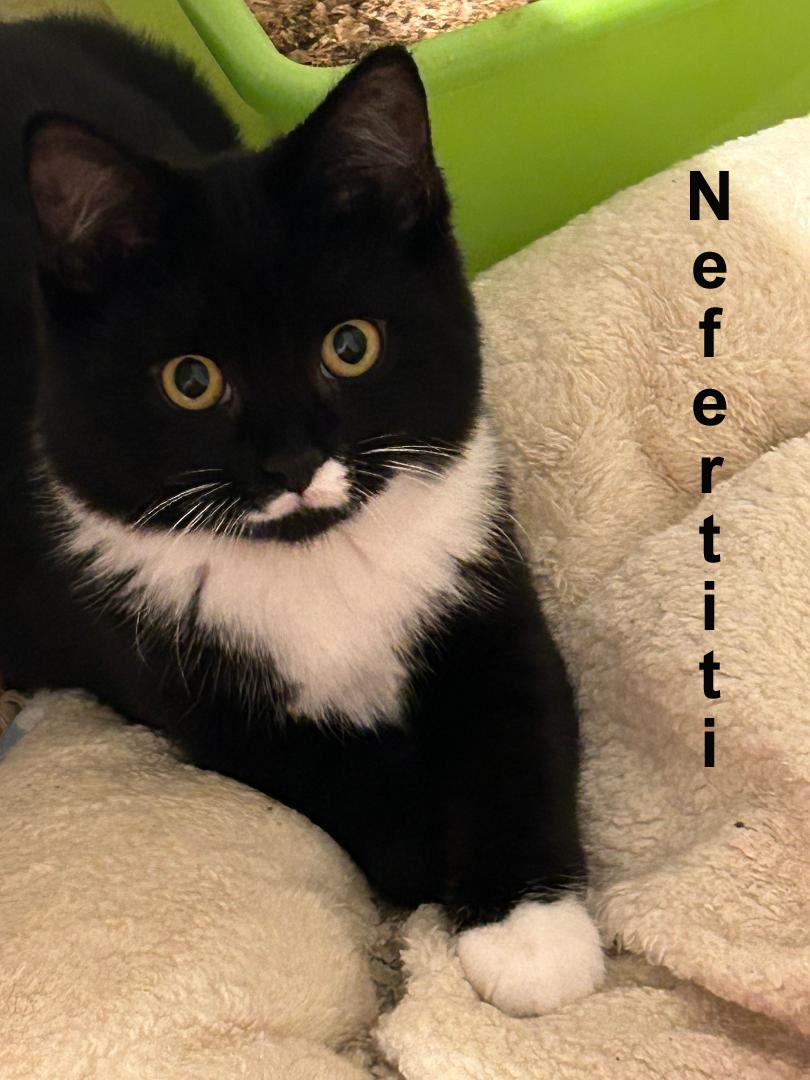 Nefertiti Fuh. (sweet bonded sister to Nicholas Fuh)