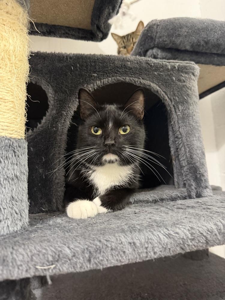 Maze, Adoptable, Young Male Domestic Short Hair.