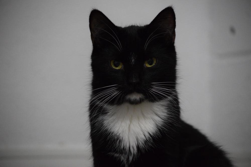 Enlarge Maze, a Adoptable Domestic Short Hair in Salmon, ID image 1/4