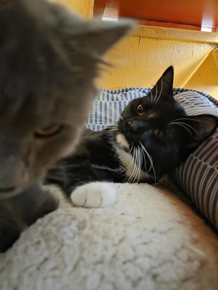 Enlarge Maze, a Adoptable Domestic Short Hair in Salmon, ID image 2/4