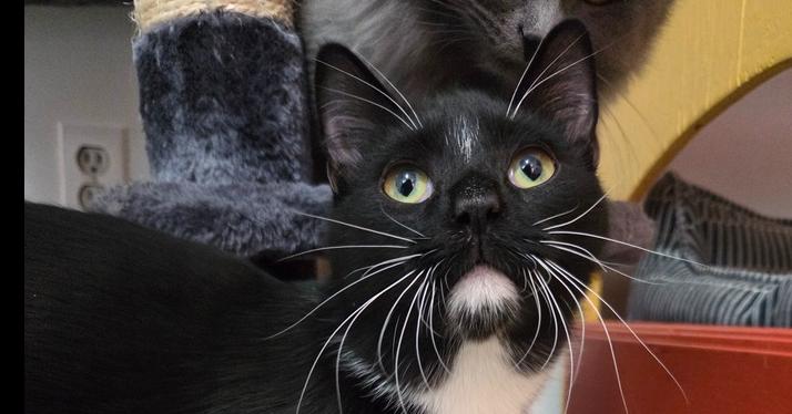 Enlarge Maze, a Adoptable Domestic Short Hair in Salmon, ID image 3/4