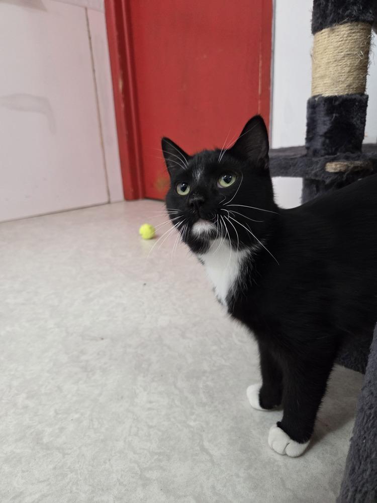 Maze, Adoptable, Young Male Domestic Short Hair.