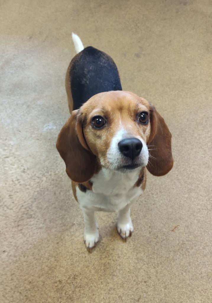 Mary Ruffel, a Adoptable Beagle in Grand Forks, ND image 1/2