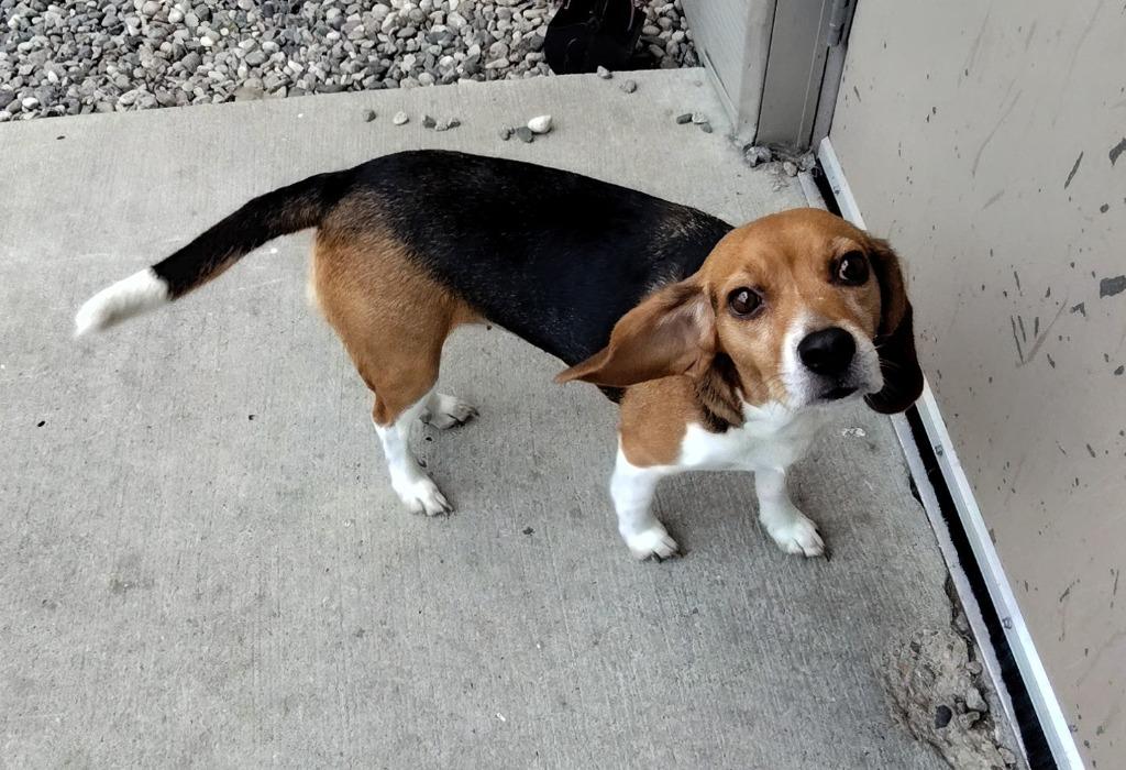 Mary Ruffel, a Adoptable Beagle in Grand Forks, ND image 2/2