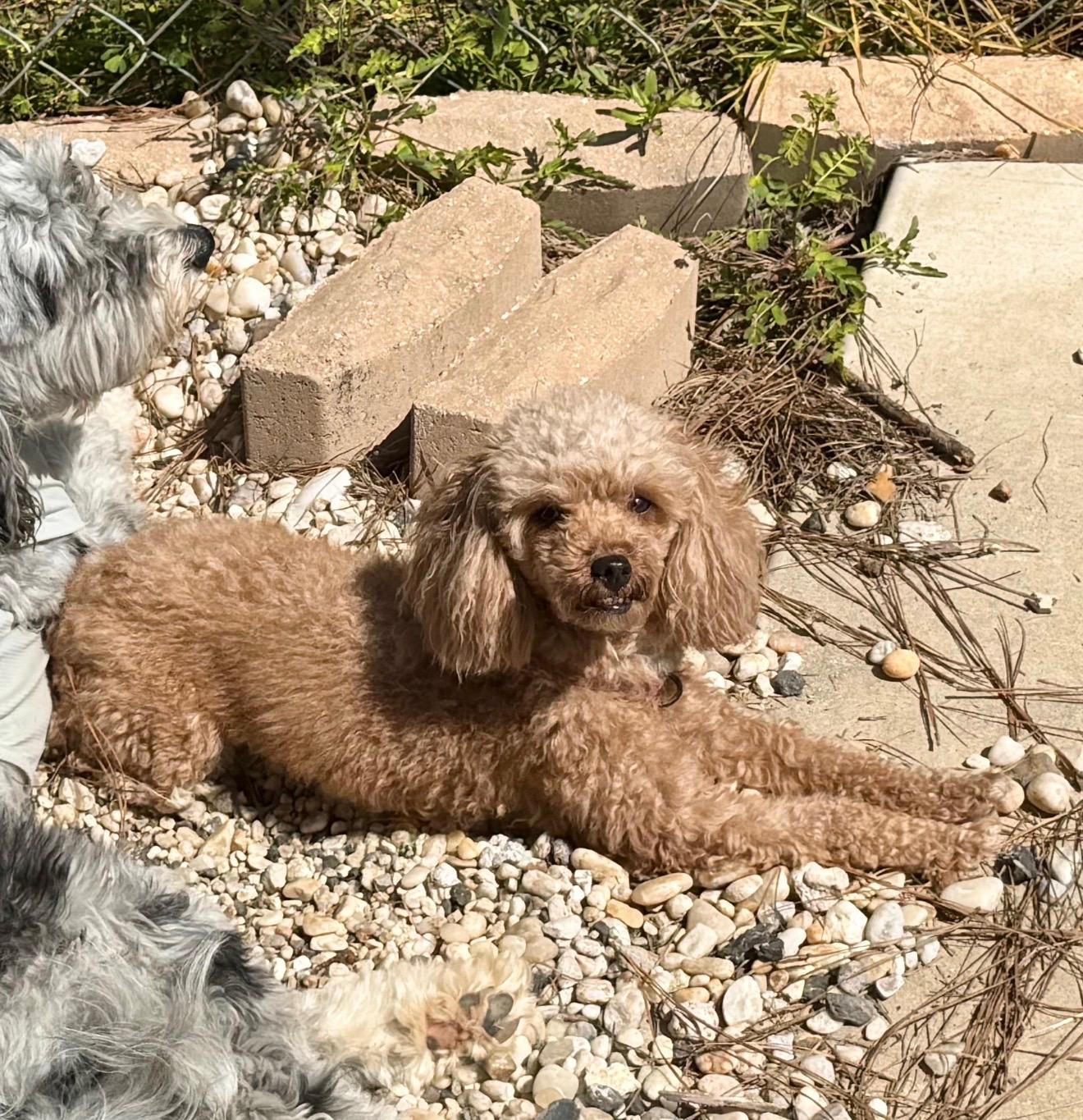 Enlarge Maria, a Adoptable Miniature Poodle in Mary Esther, FL image 5/5