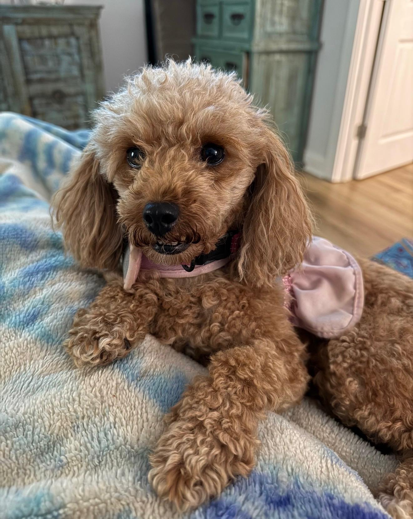 Enlarge Maria, a Adoptable Miniature Poodle in Mary Esther, FL image 1/5