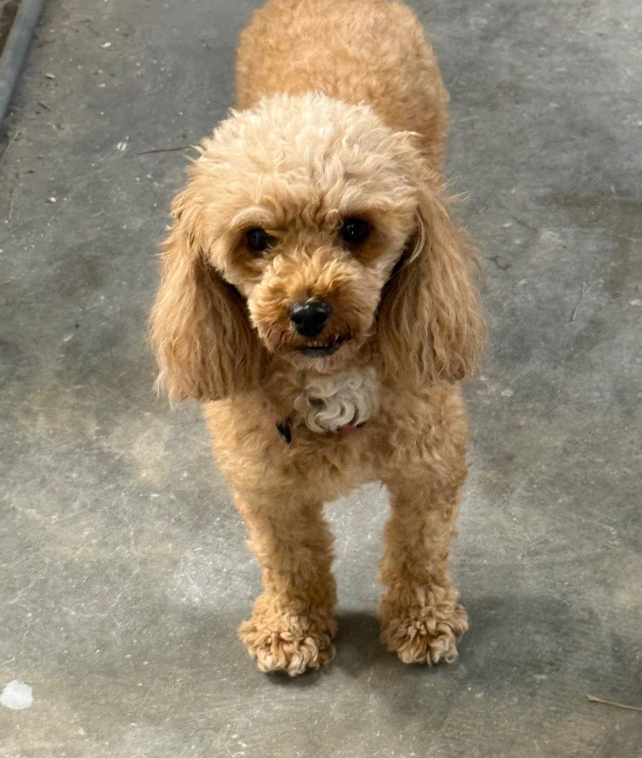 Enlarge Maria, a Adoptable Miniature Poodle in Mary Esther, FL image 2/5