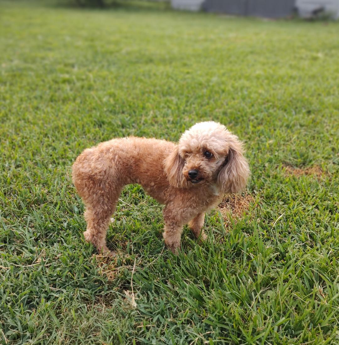 Enlarge Maria, a Adoptable Miniature Poodle in Mary Esther, FL image 3/3