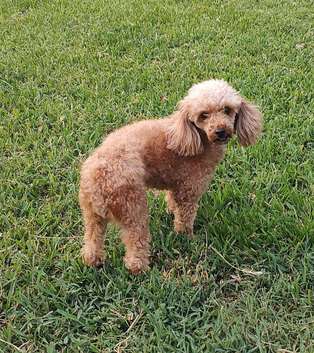 Maria, Adoptable, Adult Female Miniature Poodle.