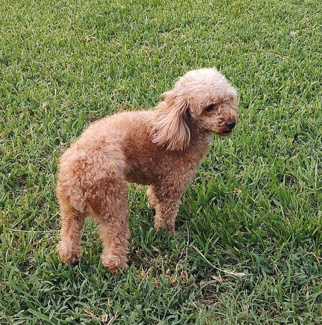 Enlarge Maria, a Adoptable Miniature Poodle in Mary Esther, FL image 2/3
