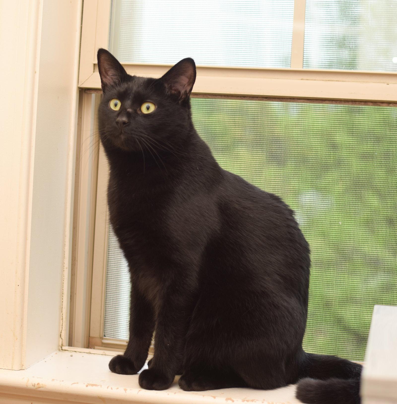 Zeus, Adoptable, Young Male Bombay.