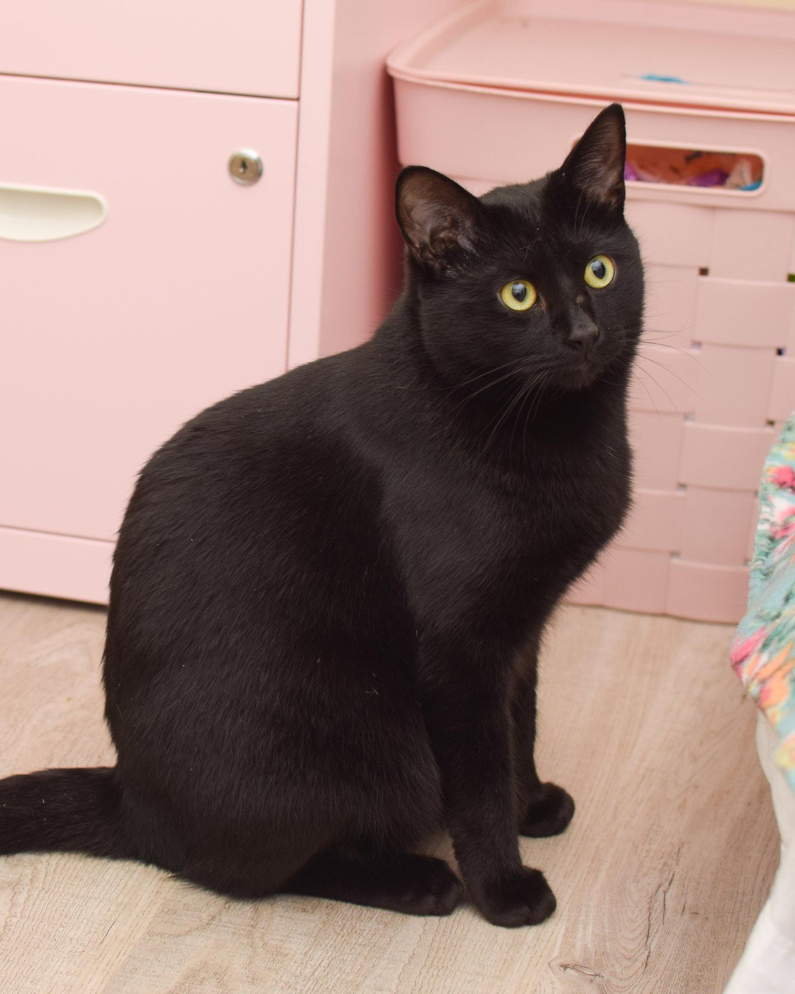 Enlarge Zeus, a Adoptable Bombay in Hockessin, DE image 2/3