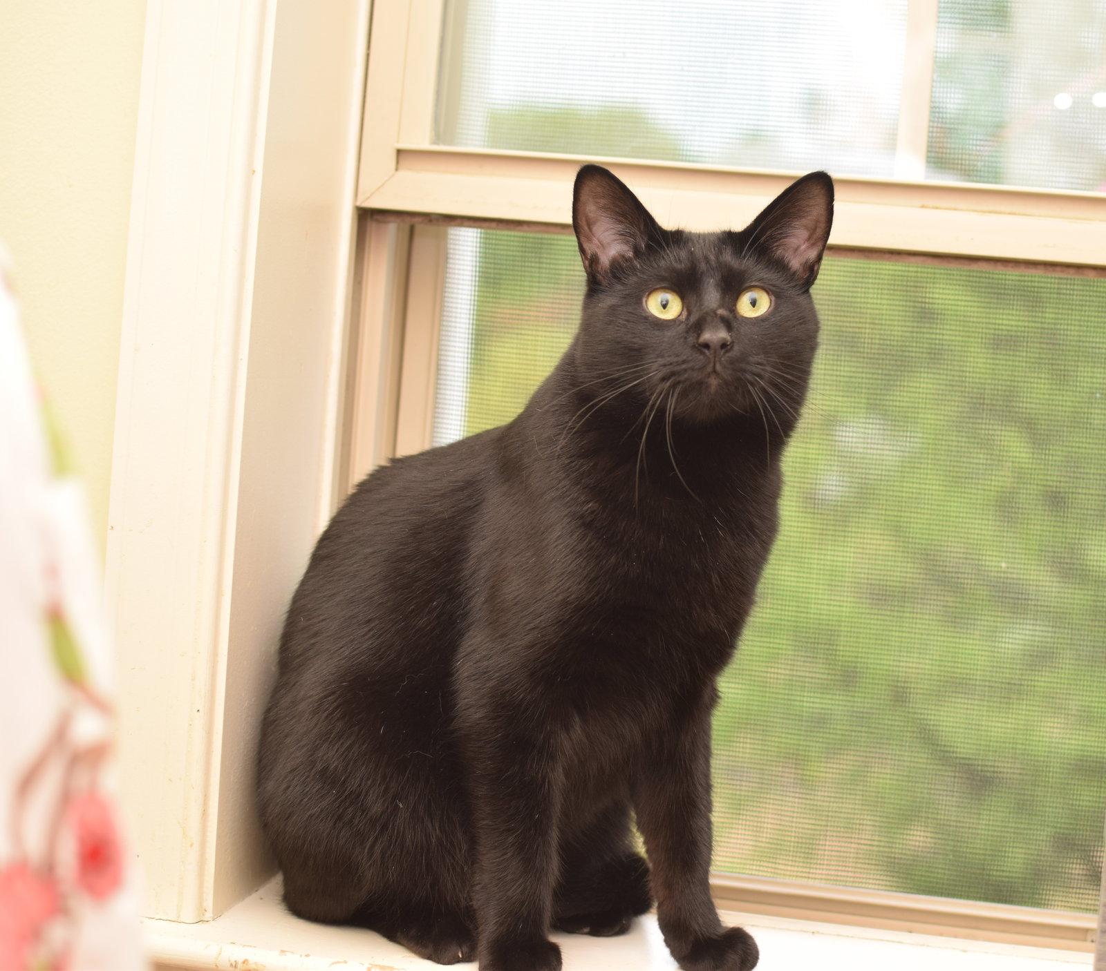 Enlarge Zeus, a Adoptable Bombay in Hockessin, DE image 3/3