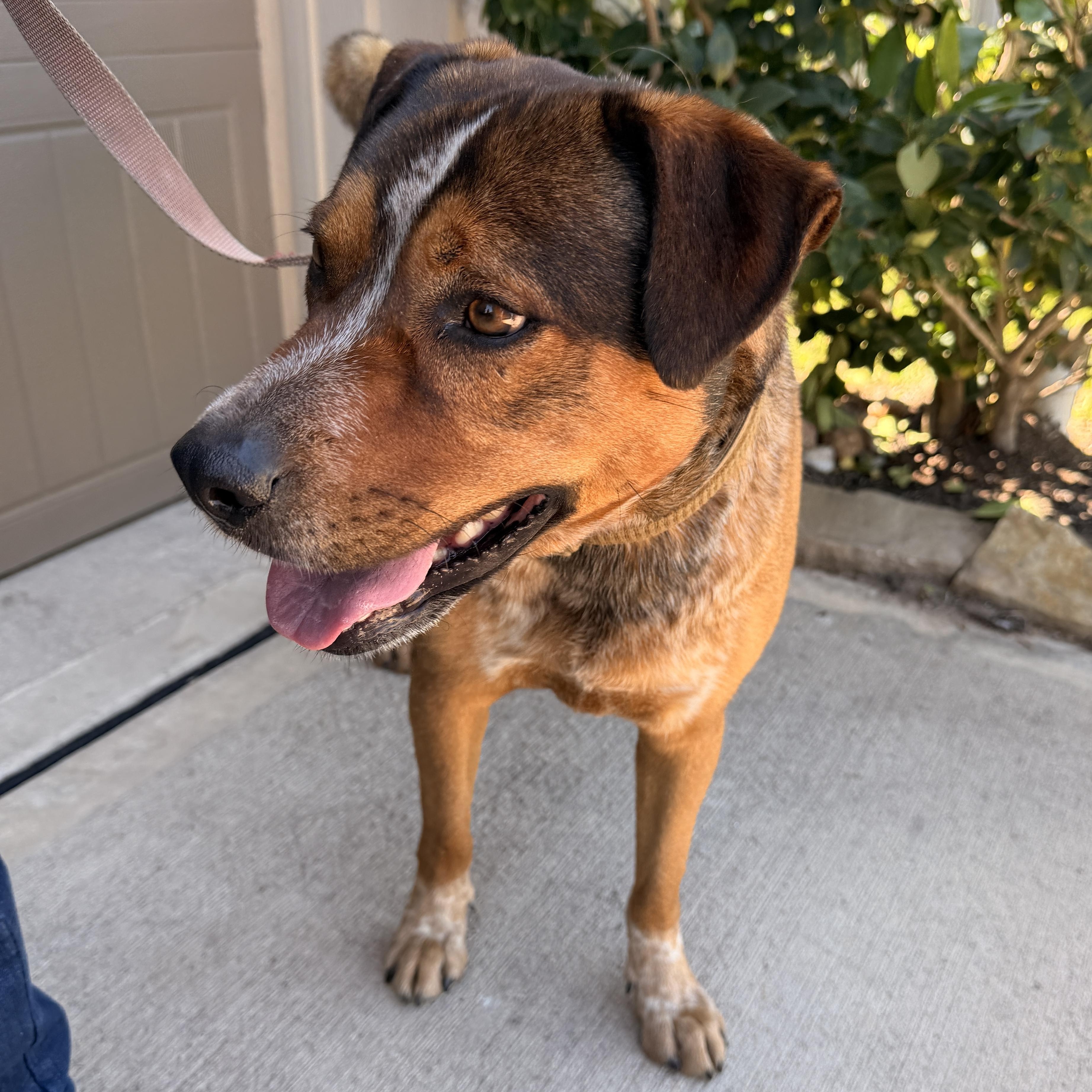Buddy, a Adoptable mixed breed in Richmond, TX image 2/6