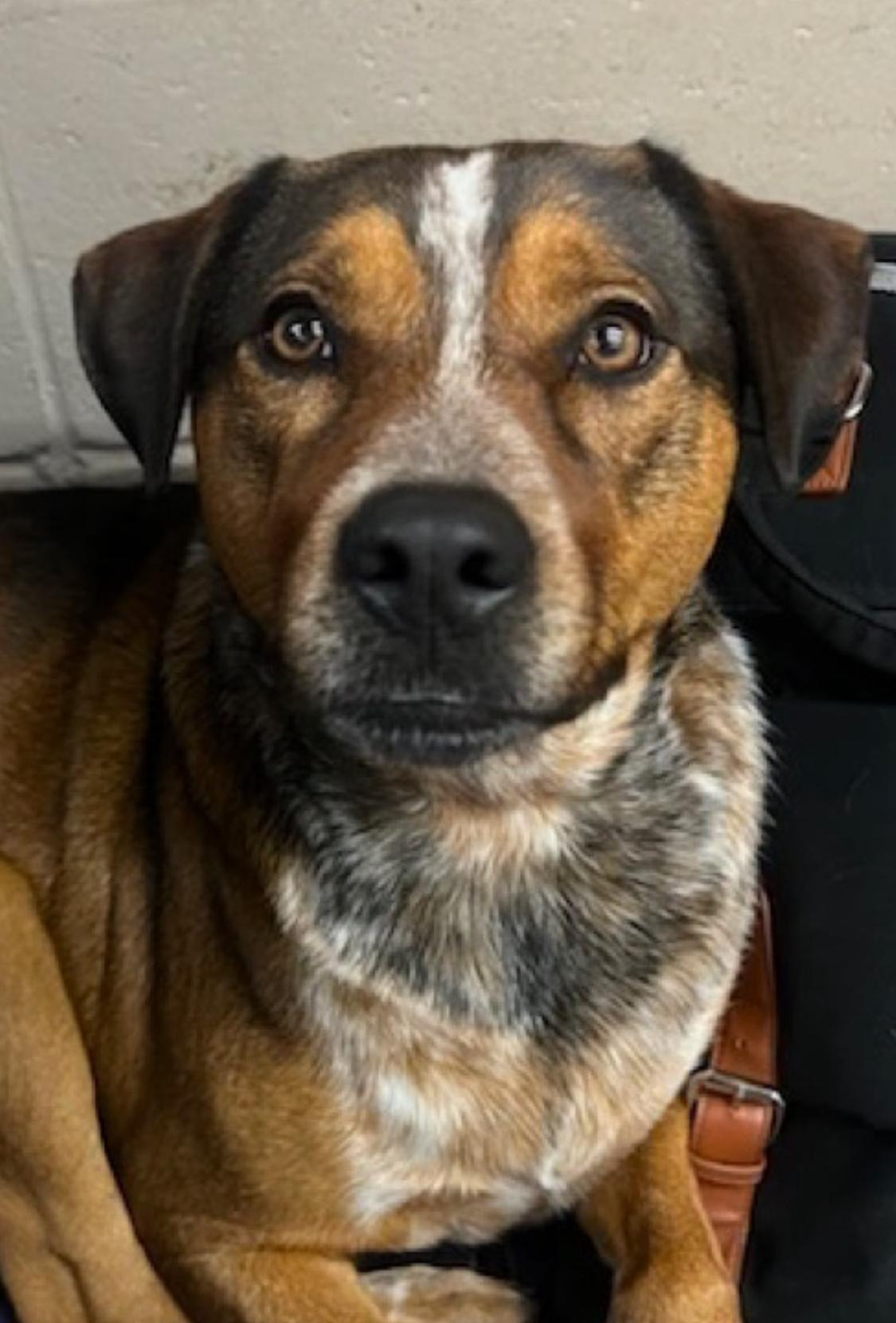Buddy, Adoptable, Young Male Catahoula Leopard Dog.