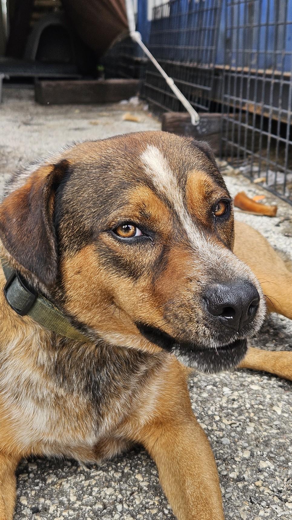Enlarge Buddy, a Adoptable mixed breed in Richmond, TX image 2/6