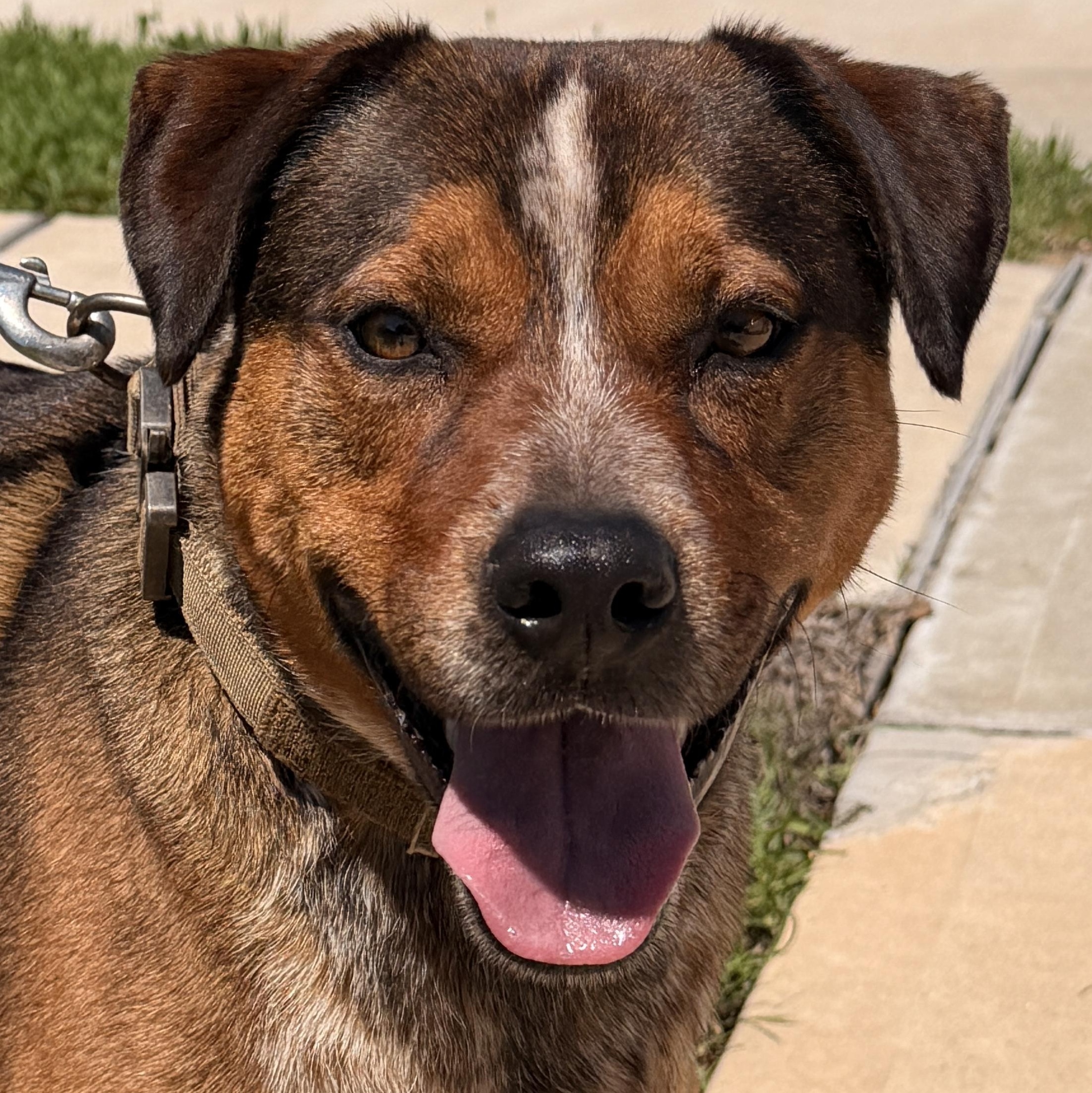 Buddy, Adoptable, Adult Male Mixed Breed.