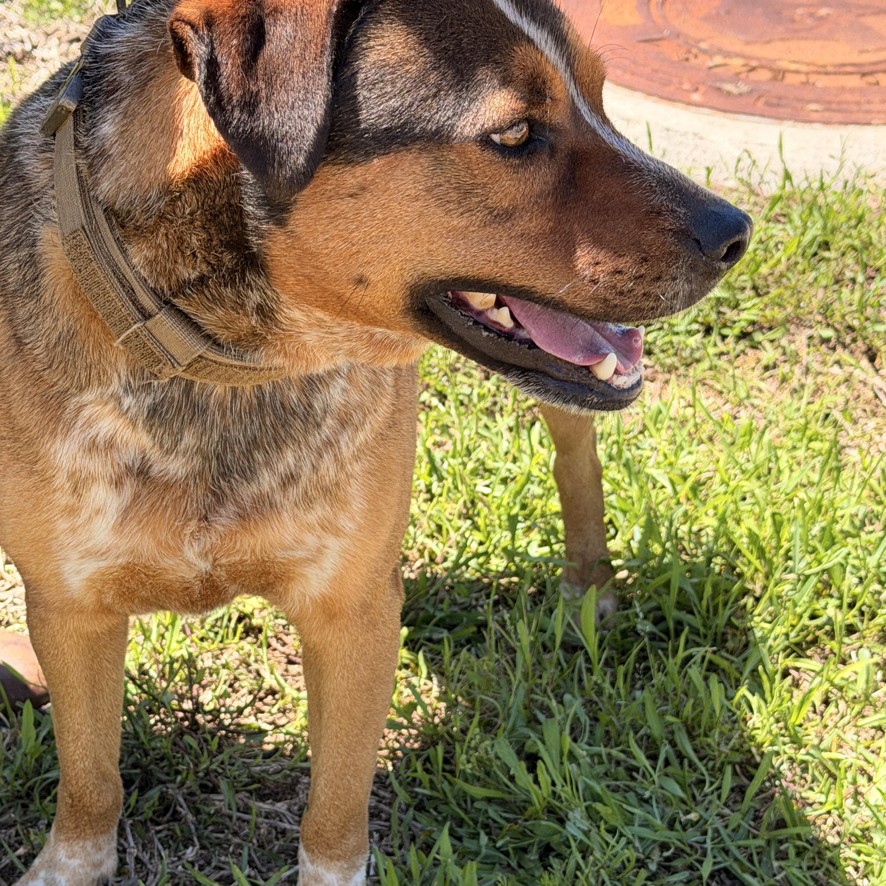 Buddy, a Adoptable mixed breed in Richmond, TX image 5/6