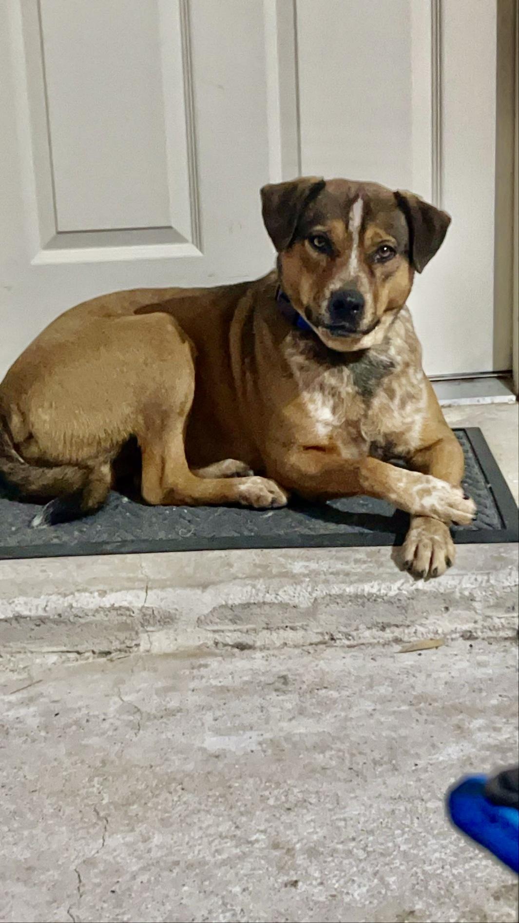 Enlarge Buddy, a Adoptable mixed breed in Richmond, TX image 5/6