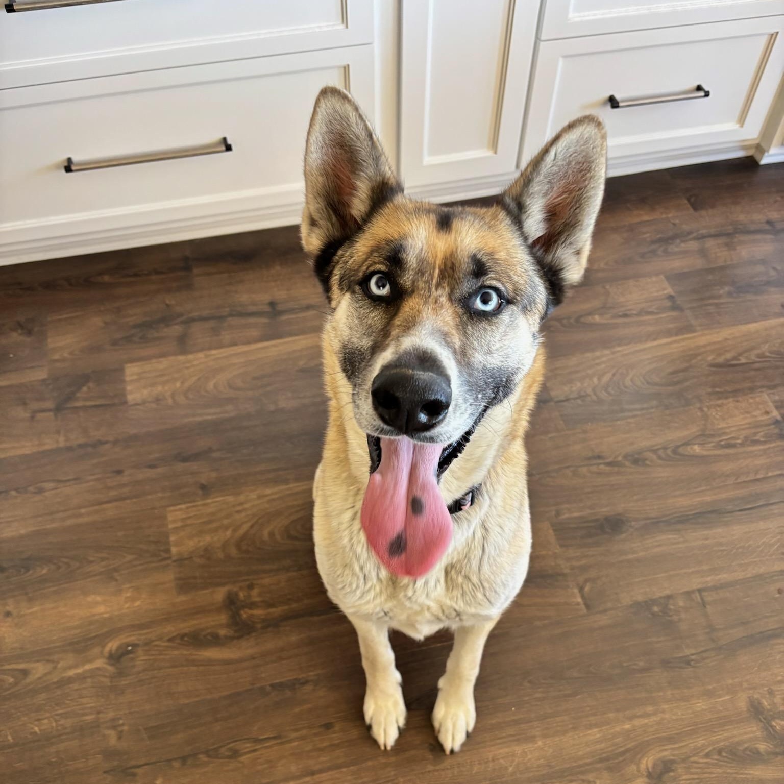 Bravo - a beautiful 3-year-old girl looking for her forever home, Adoptable, Young Female German Shepherd Dog & Husky.