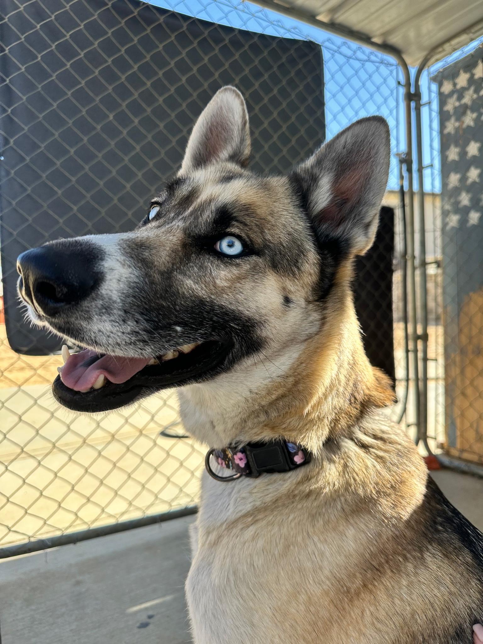 Enlarge Bravo - a beautiful 3-year-old girl looking for her forever home, a Adoptable mixed breed in Weston, MA image 2/3