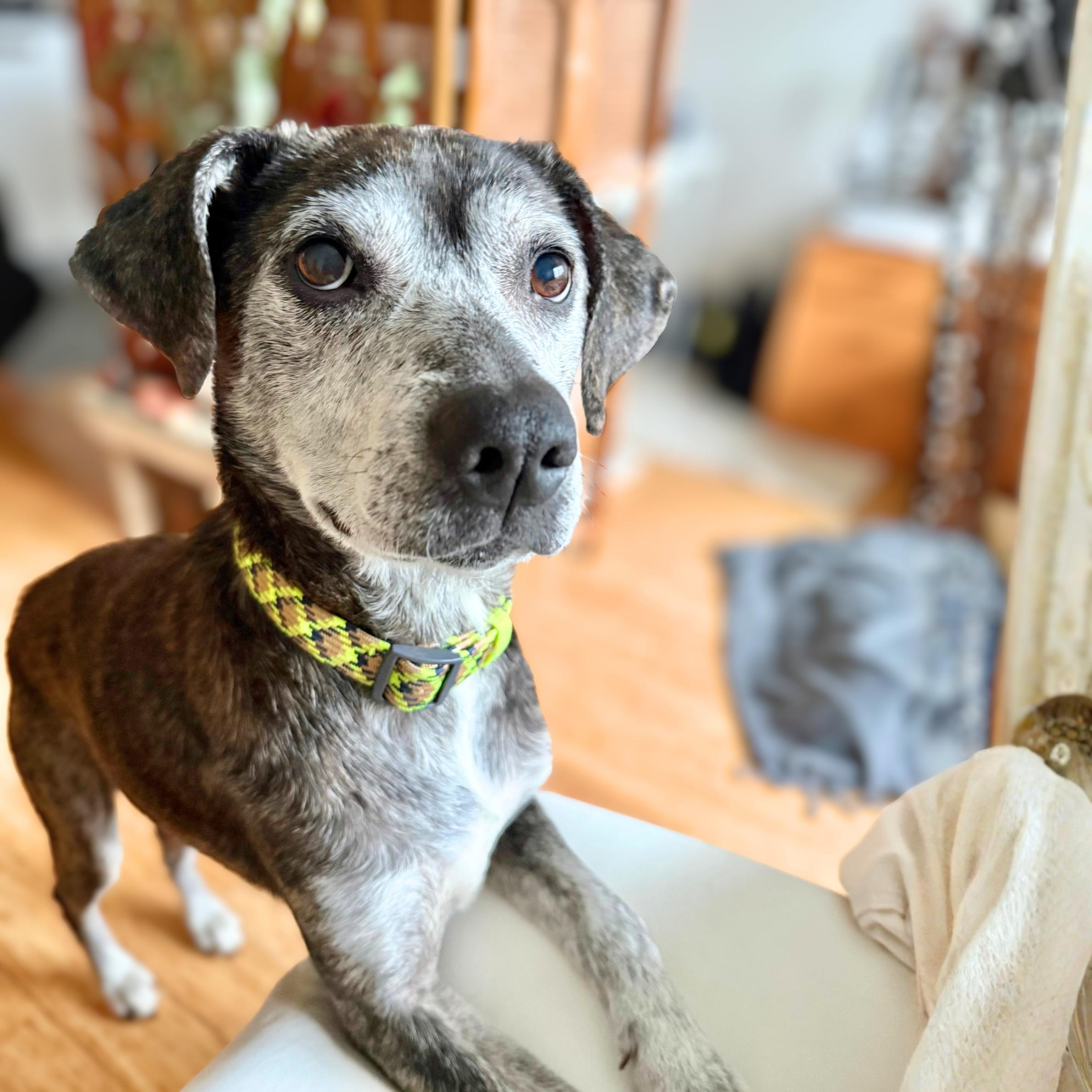 Chronos — thumbnail 3