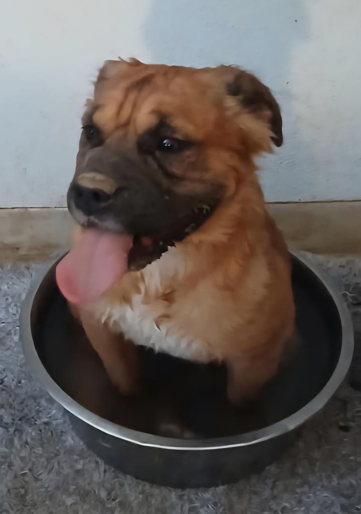 Enlarge LiL Nugget (A104157), a Adoptable mixed breed in Pahrump, NV image 1/1