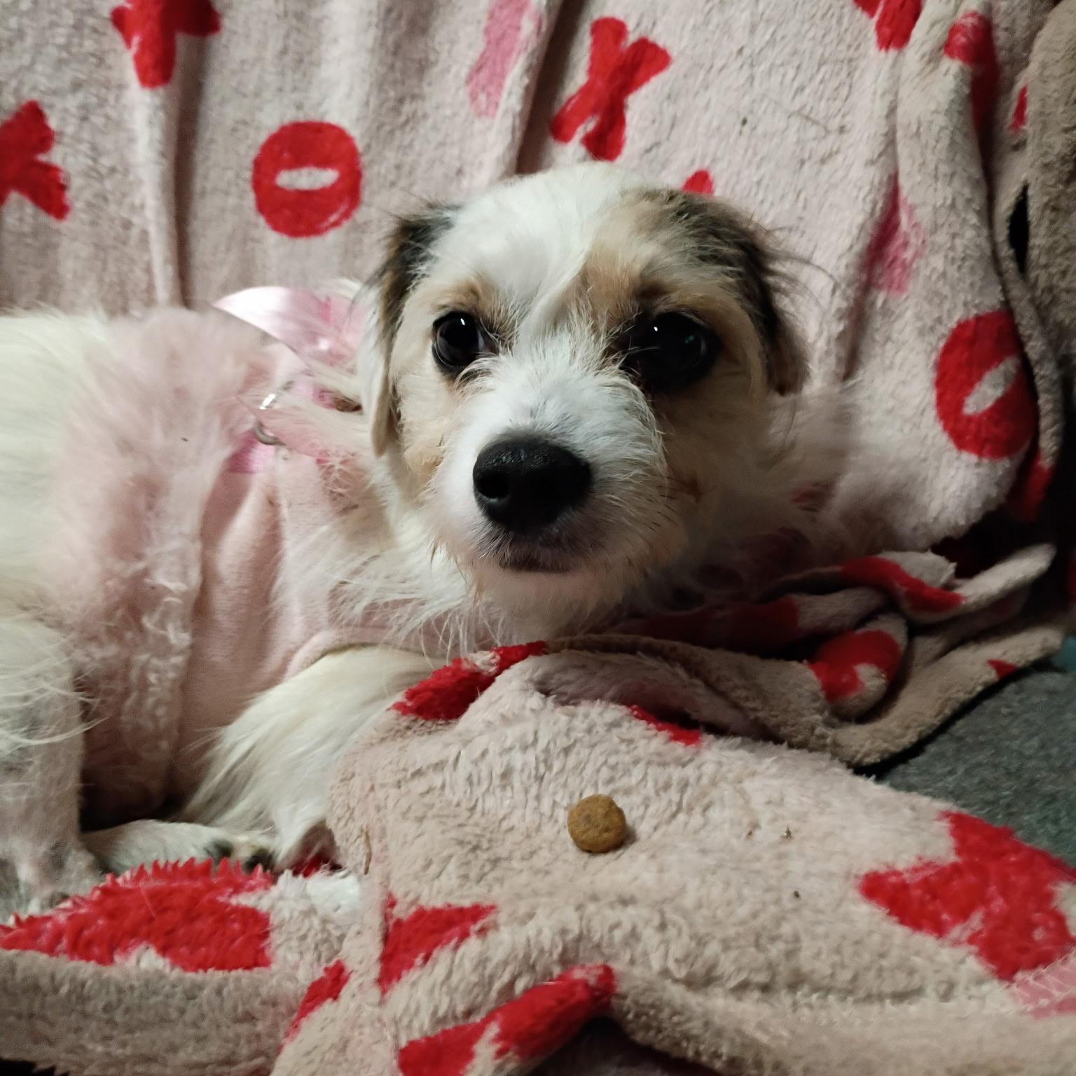 Enlarge Rosalie, a Adopted mixed breed in West Valley, UT image 4/6