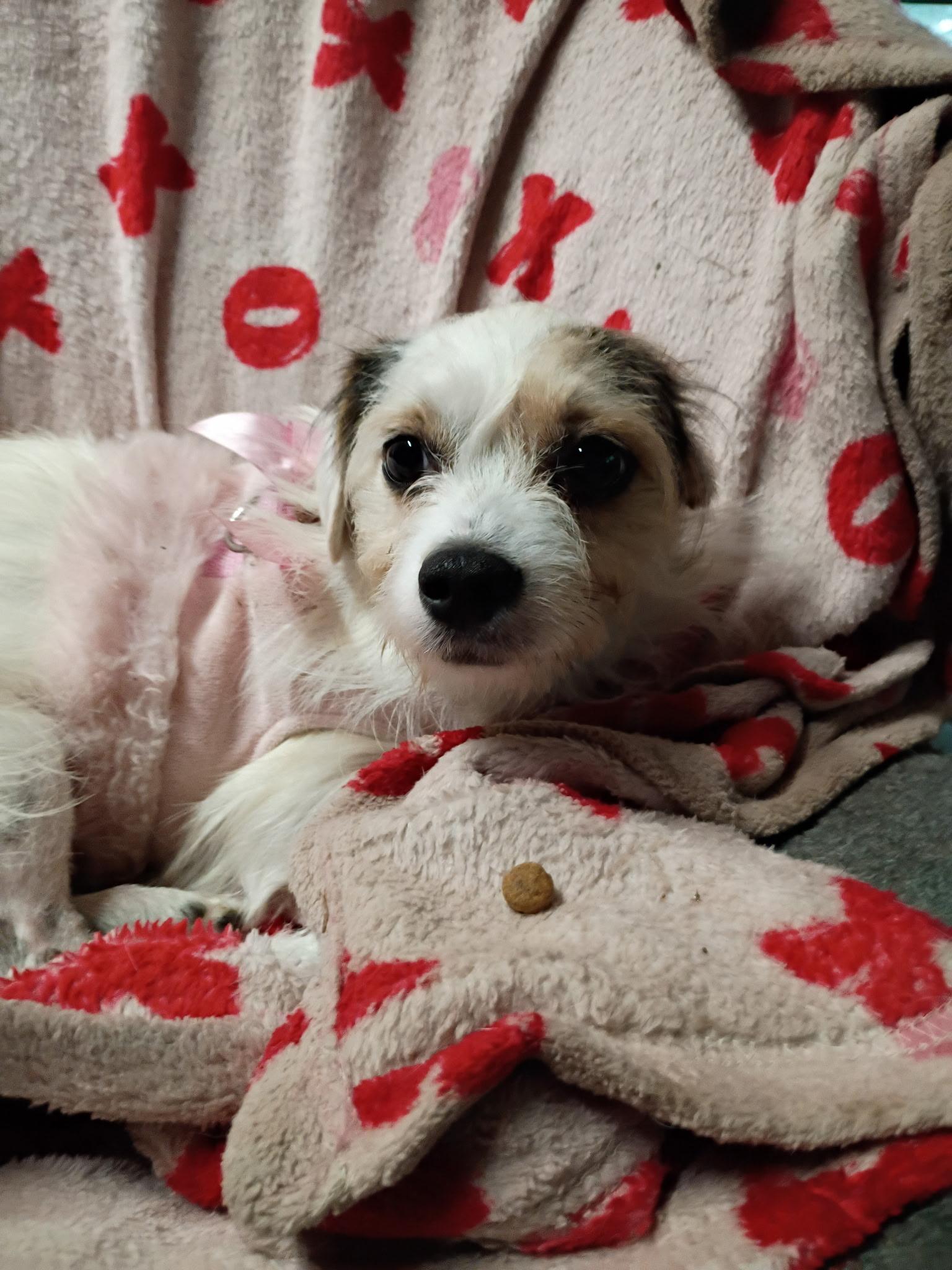 Enlarge Rosalie, a Adoptable mixed breed in West Valley, UT image 1/4