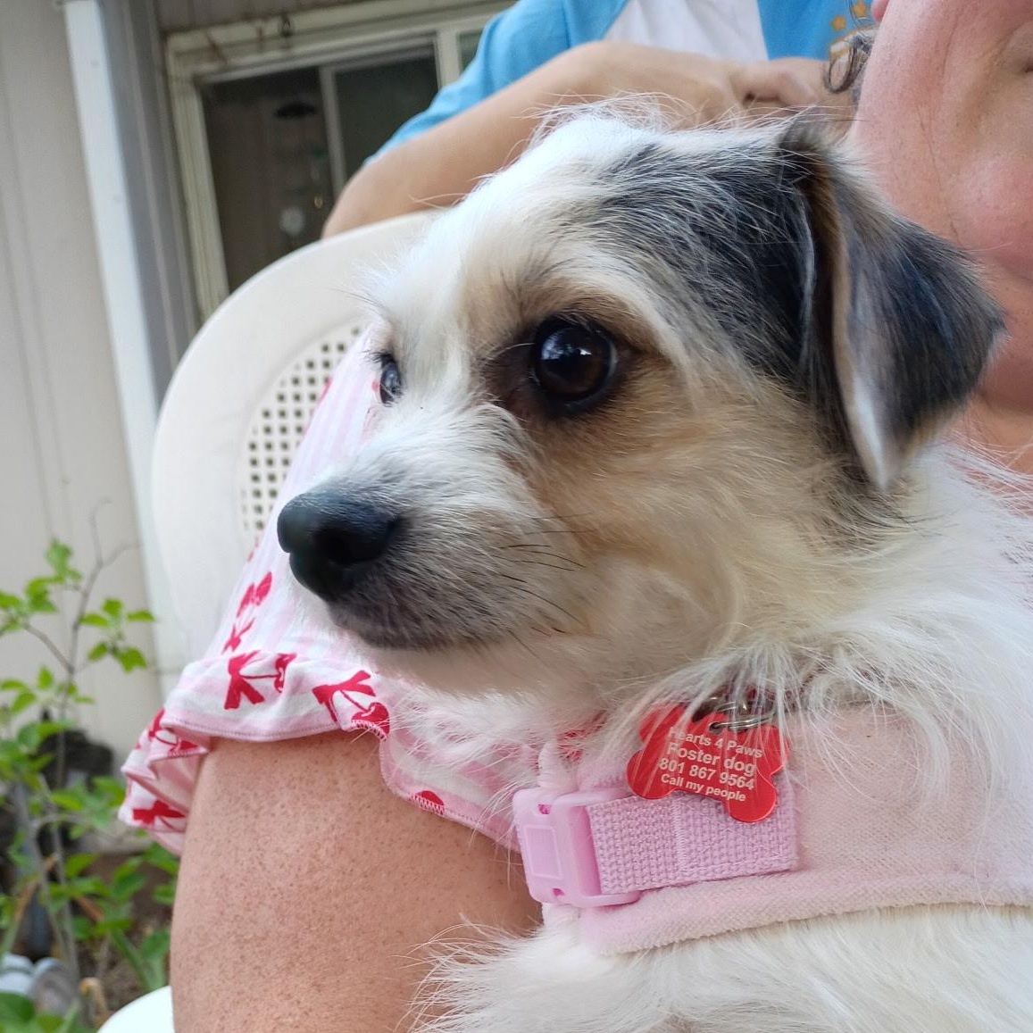 Enlarge Rosalie, a Adopted mixed breed in West Valley, UT image 6/6