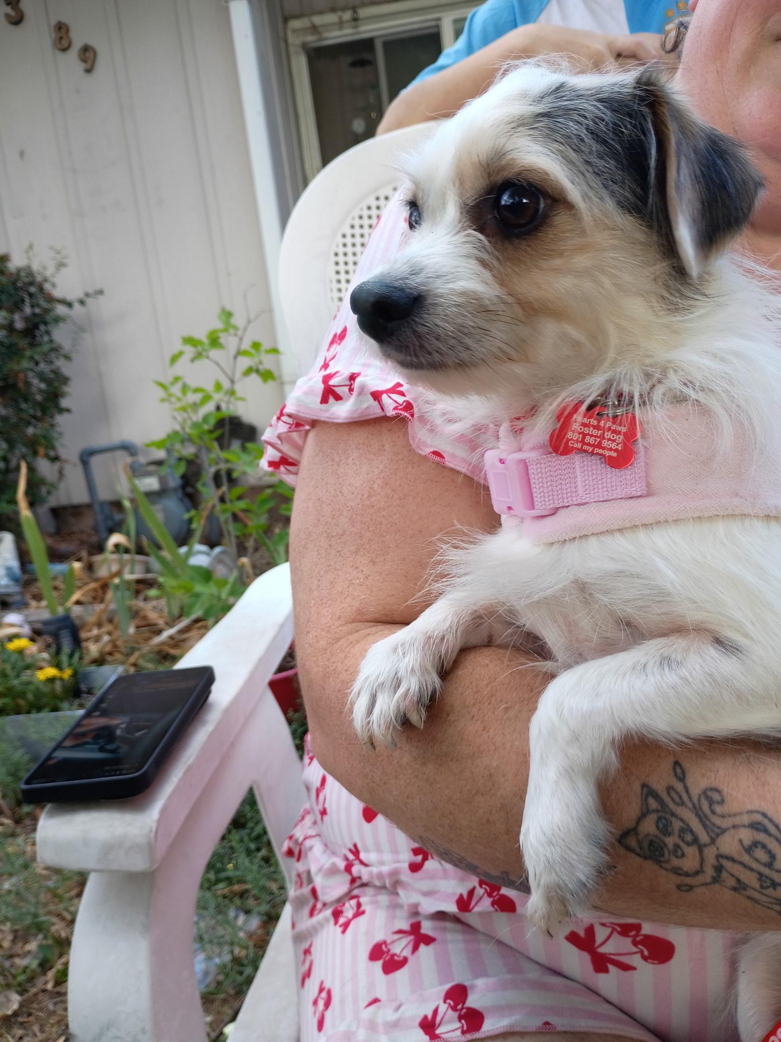 Enlarge Rosalie, a Adoptable mixed breed in West Valley, UT image 4/4