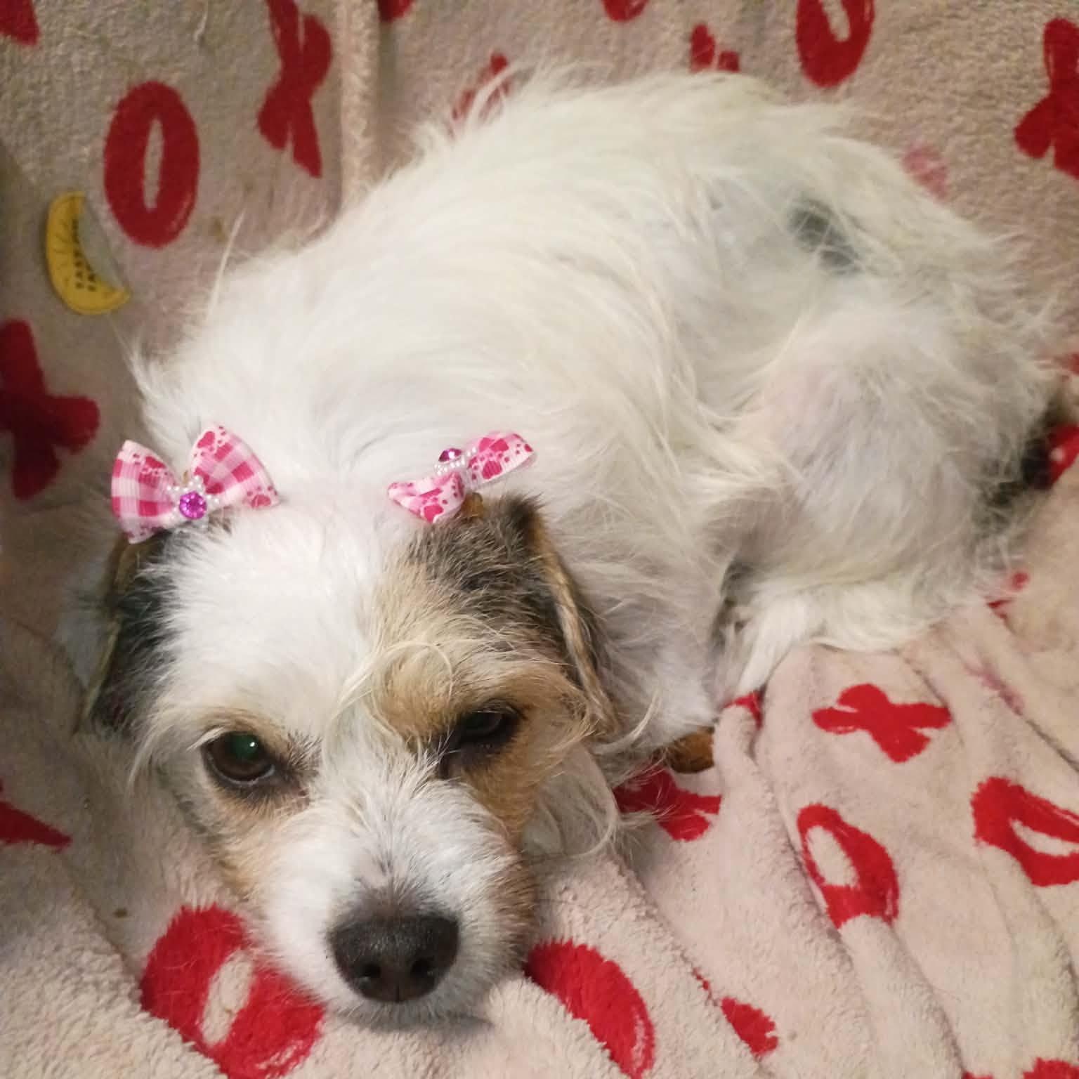 Enlarge Rosalie, a Adopted mixed breed in West Valley, UT image 2/6