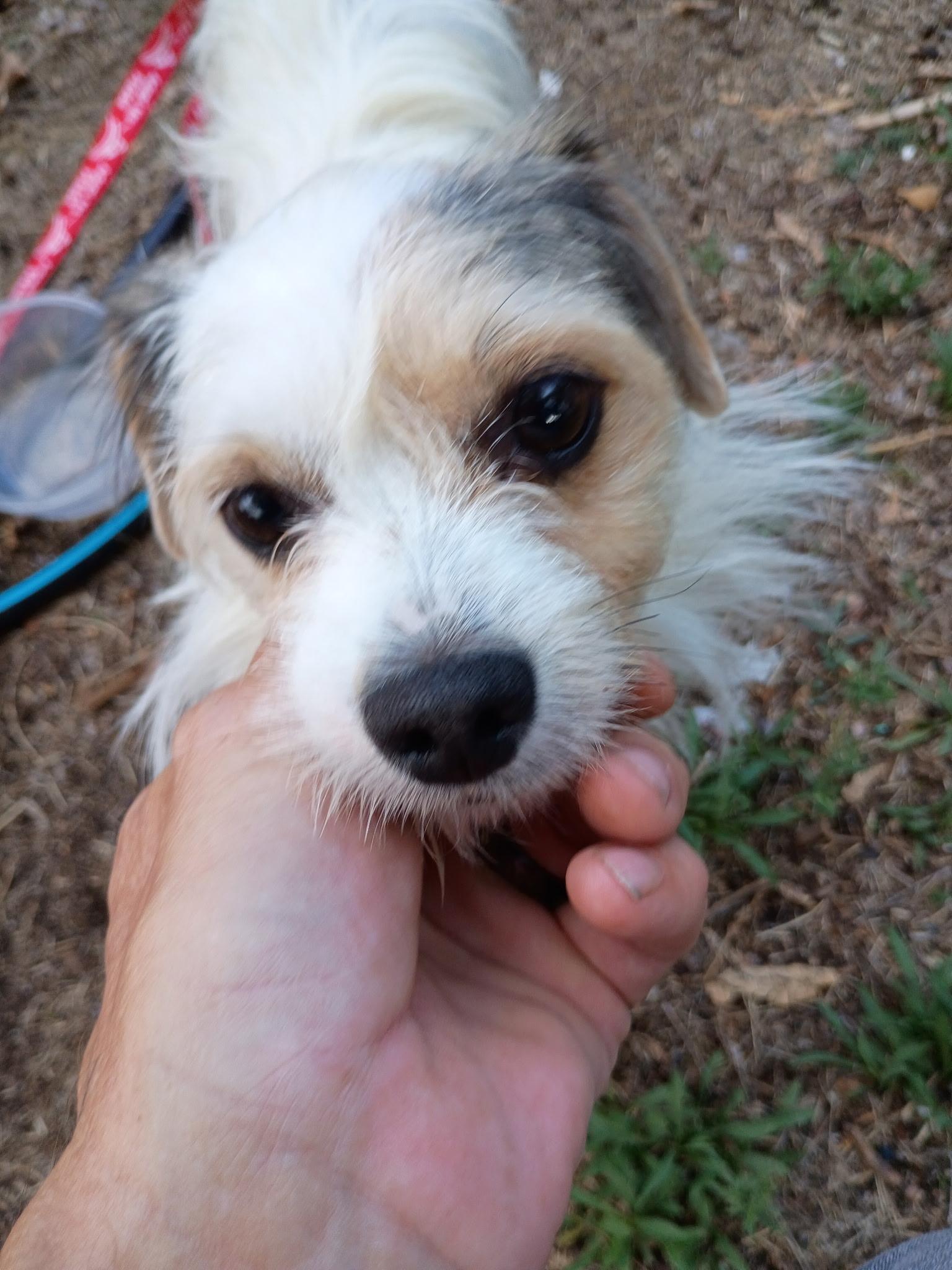 Enlarge Rosalie, a Adoptable mixed breed in West Valley, UT image 2/4