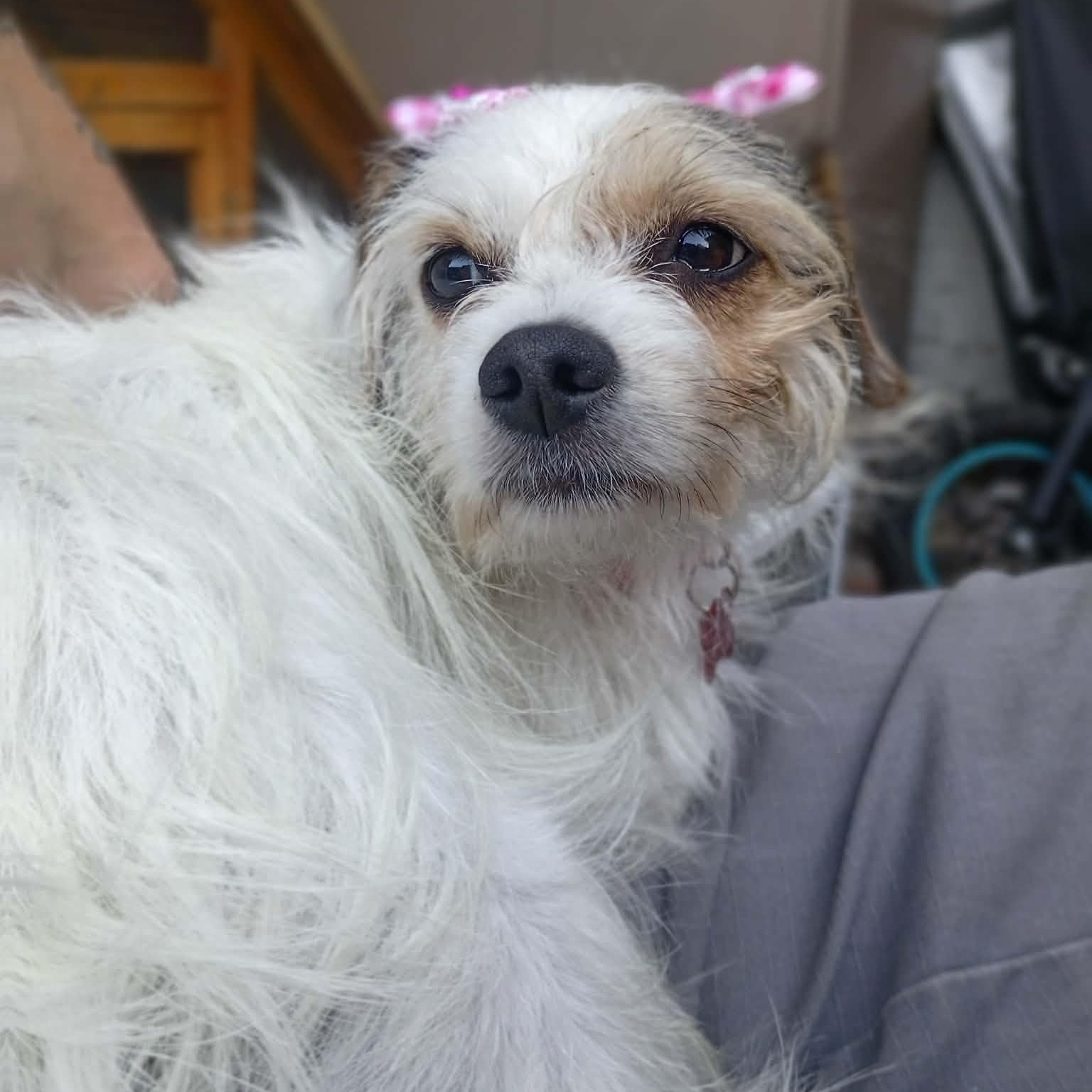 Enlarge Rosalie, a Adopted mixed breed in West Valley, UT image 3/6