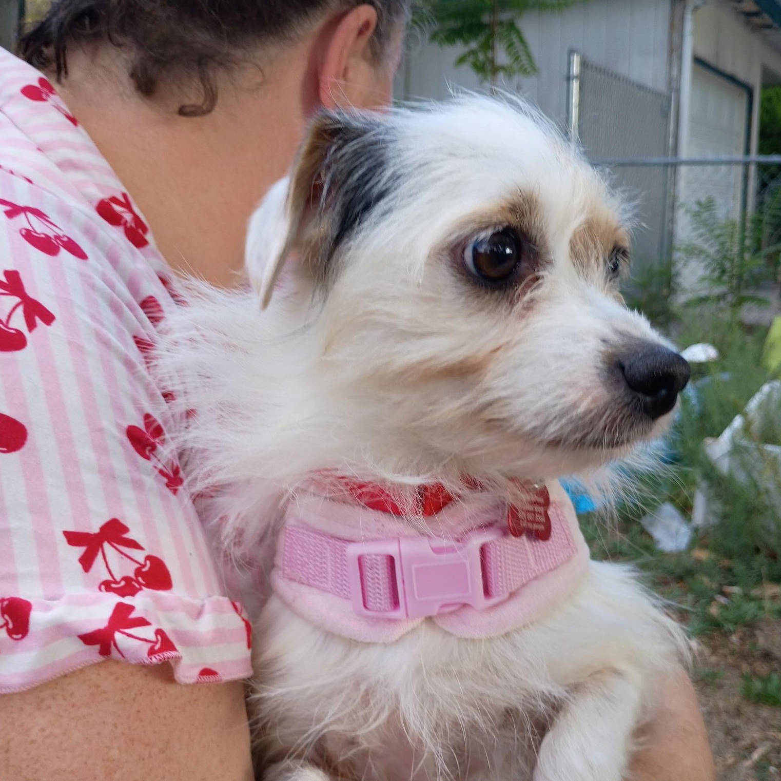 Enlarge Rosalie, a Adopted mixed breed in West Valley, UT image 5/6