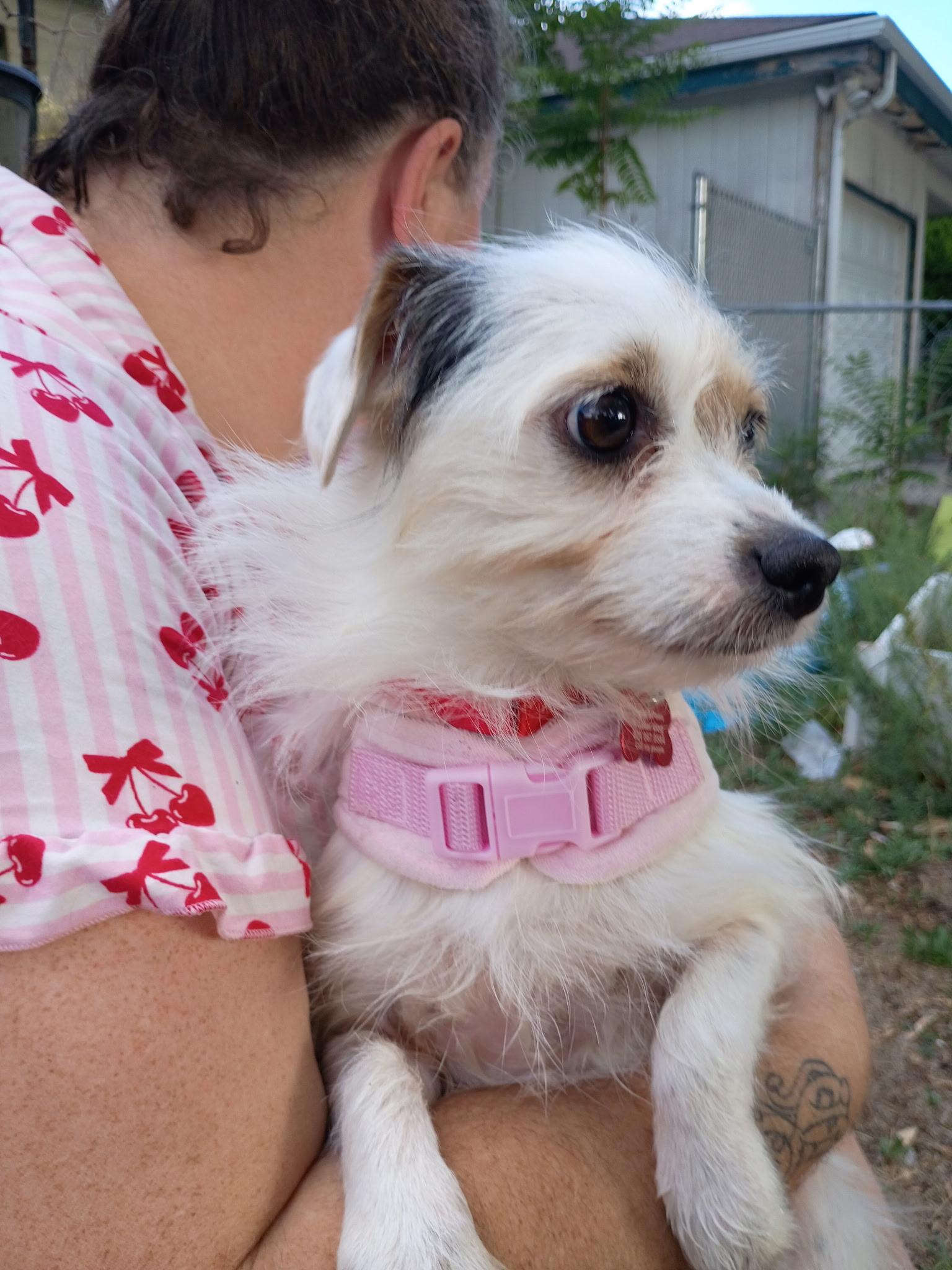 Enlarge Rosalie, a Adoptable mixed breed in West Valley, UT image 3/4