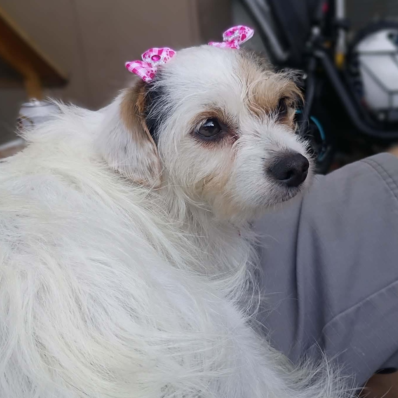 Enlarge Rosalie, a Adopted mixed breed in West Valley, UT image 1/6