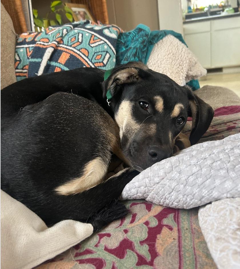 Enlarge Halo, a Adoptable mixed breed in Fayetteville, AR image 1/6