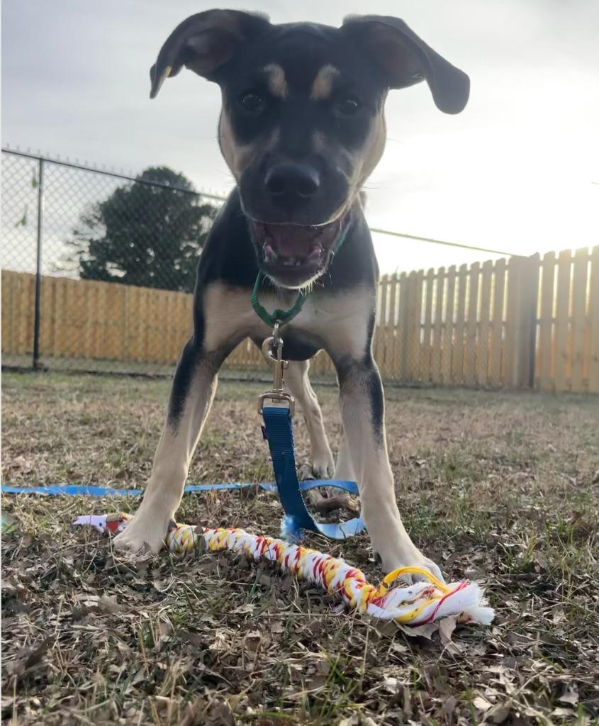 Enlarge Halo, a Adoptable mixed breed in Fayetteville, AR image 2/6