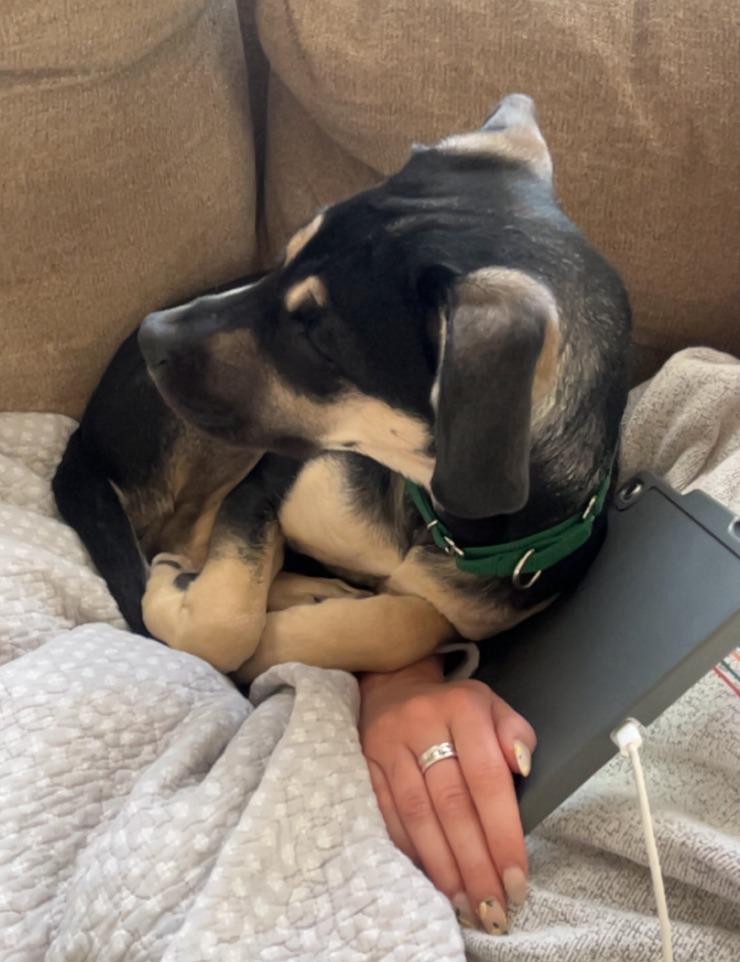 Enlarge Halo, a Adoptable mixed breed in Fayetteville, AR image 2/6