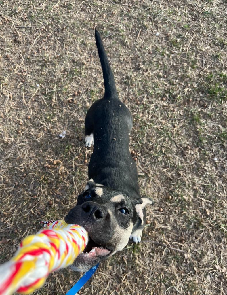 Enlarge Halo, a Adoptable mixed breed in Fayetteville, AR image 3/6