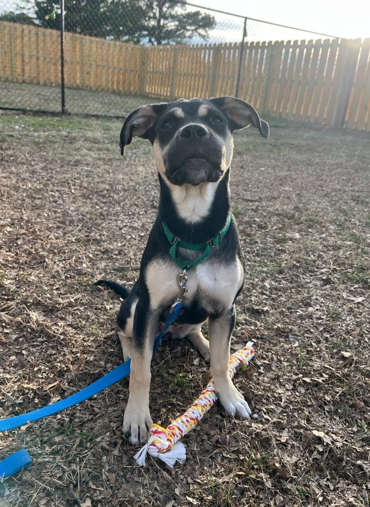 Enlarge Halo, a Adoptable mixed breed in Fayetteville, AR image 4/6