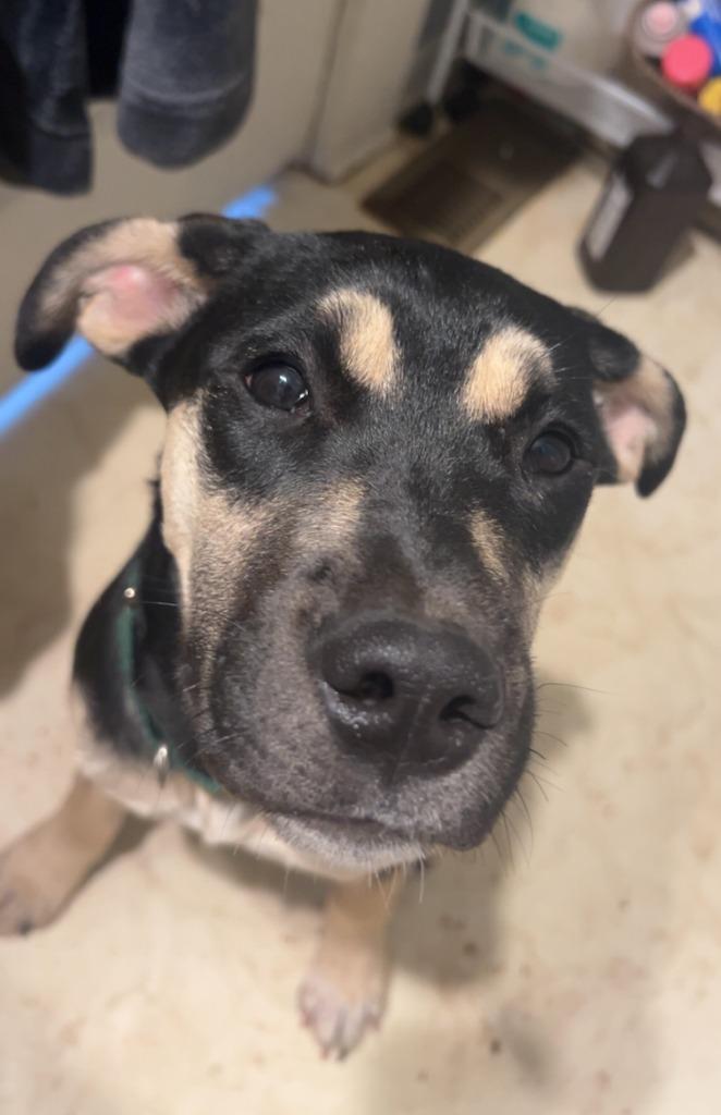 Enlarge Halo, a Adoptable mixed breed in Fayetteville, AR image 5/6