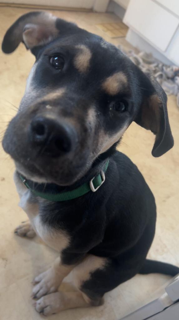 Enlarge Halo, a Adoptable mixed breed in Fayetteville, AR image 4/6