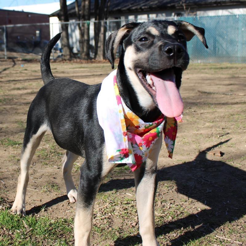 Halo, Adoptable, Young Female Pit Bull Terrier & Mixed Breed.
