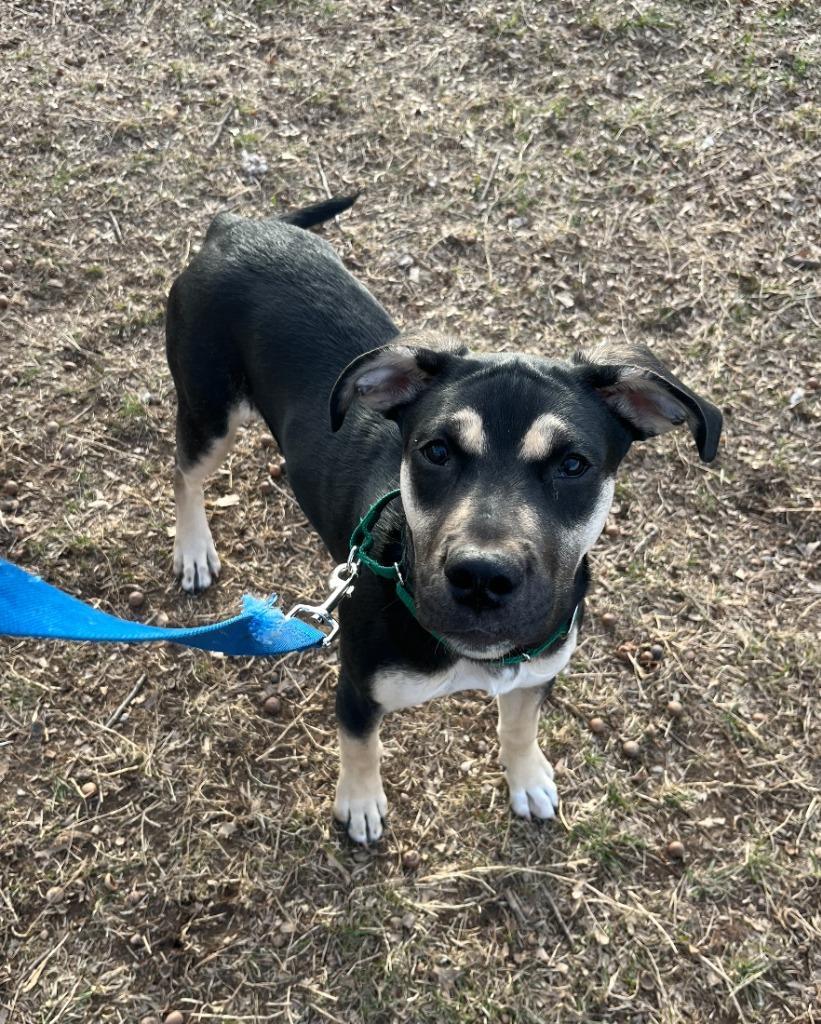Enlarge Halo, a Adoptable mixed breed in Fayetteville, AR image 6/6